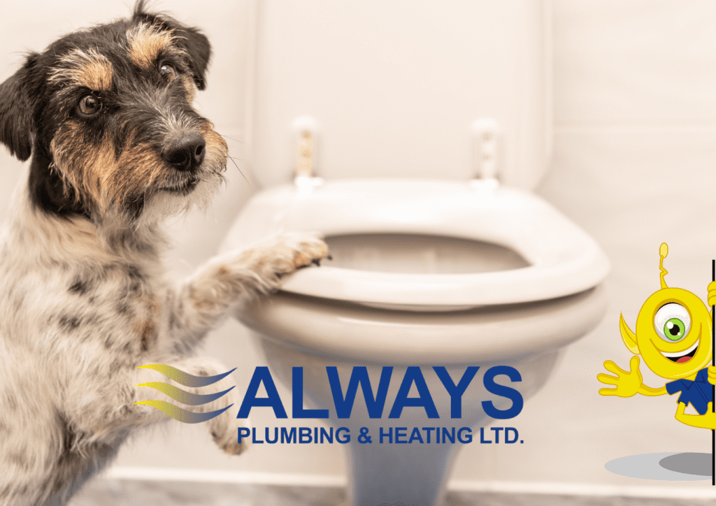 5 Signs Your Toilet Needs to be Replaced Image