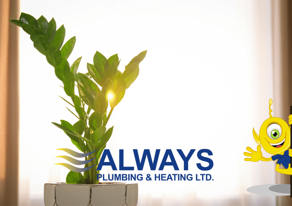 9 Ways to Raise Humidity in Your Home Image
